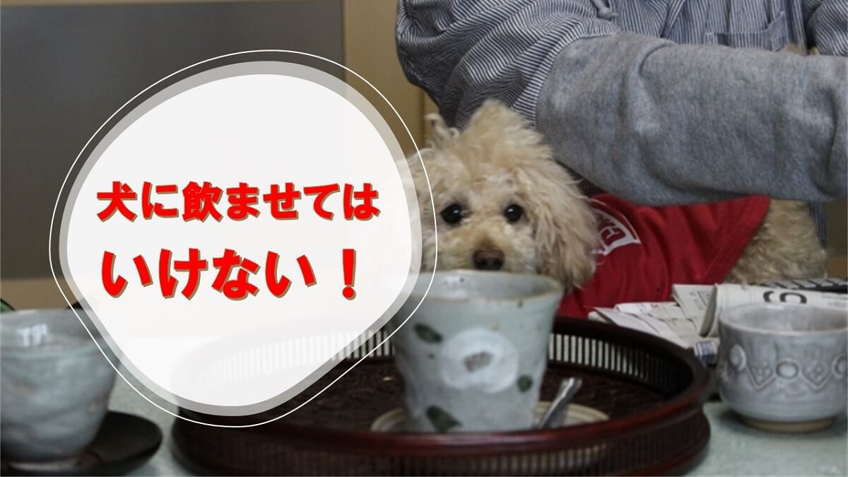 犬に緑茶はダメ！麦茶はよくて緑茶はダメな理由