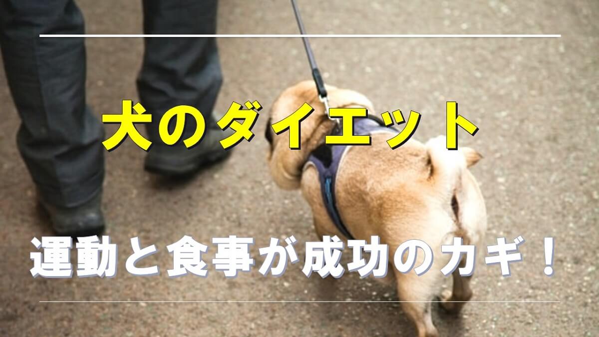 犬のダイエットは運動と食事が成功のカギ！肥満チェックと痩せる方法