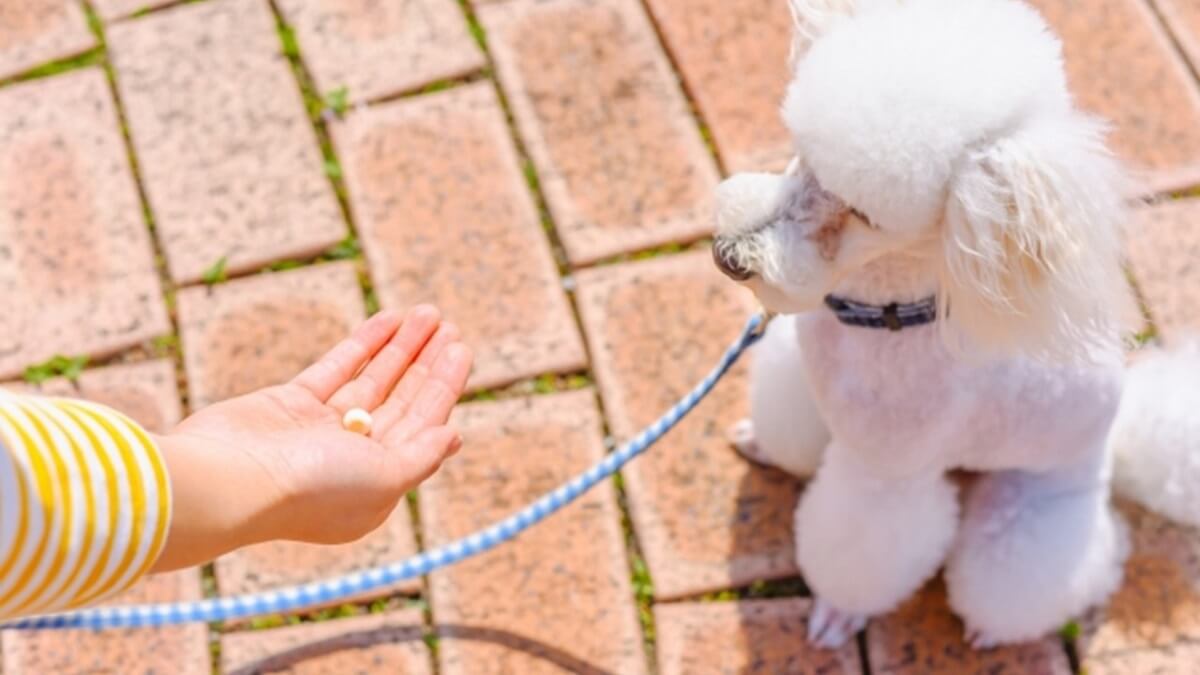 美味しさに驚き！人間も虜になるドットわんの無添加おやつ特集