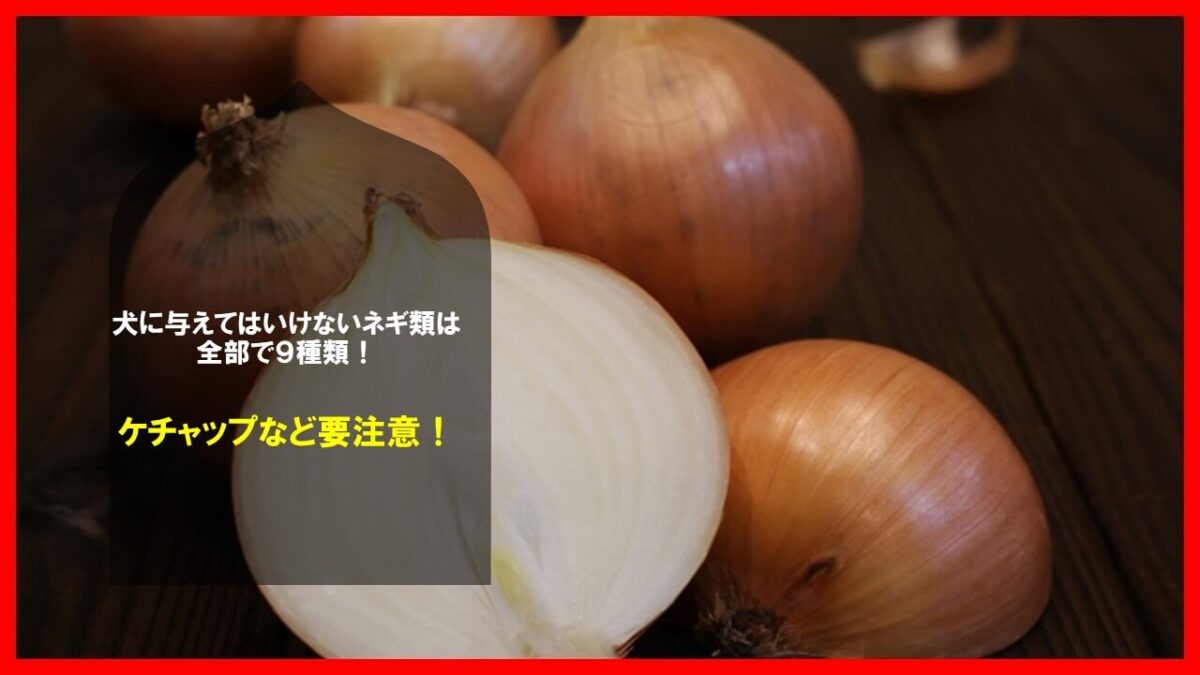 犬に与えてはいけないネギ類は全部で９種類！