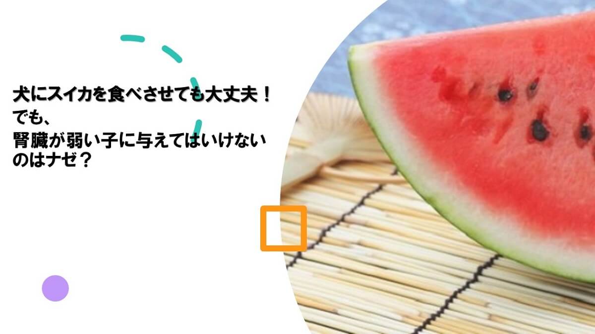 犬にスイカを食べさせても大丈夫！腎臓が弱い子に与えてはいけないのはナゼ？