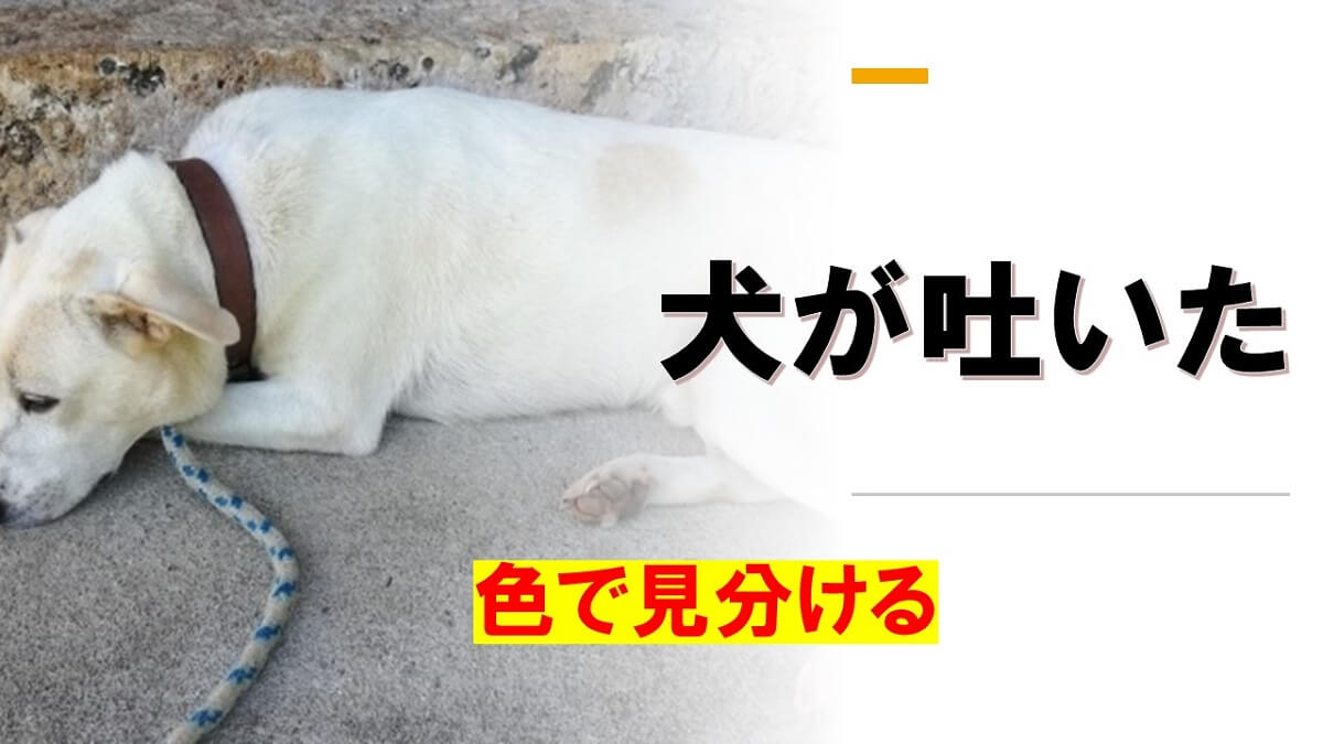 犬が吐いた色で見分ける！吐いた原因と対策、考えられる病気一覧表