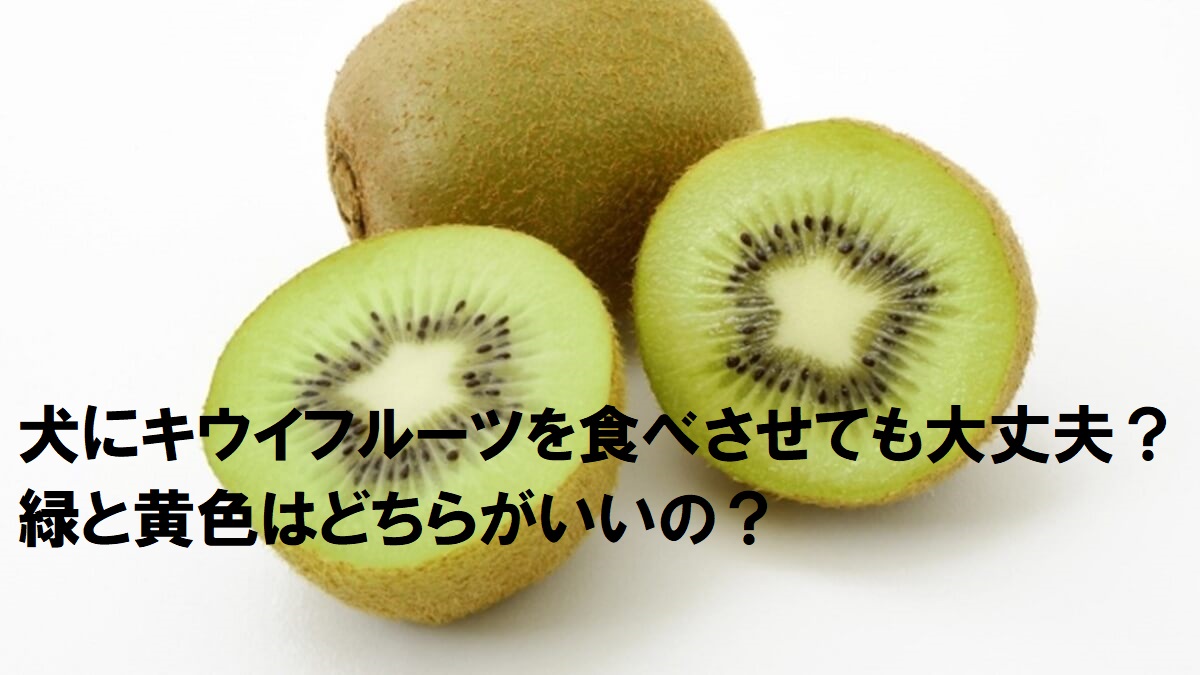 犬にキウイフルーツを食べさせても大丈夫？緑と黄色はどちらがいいの？