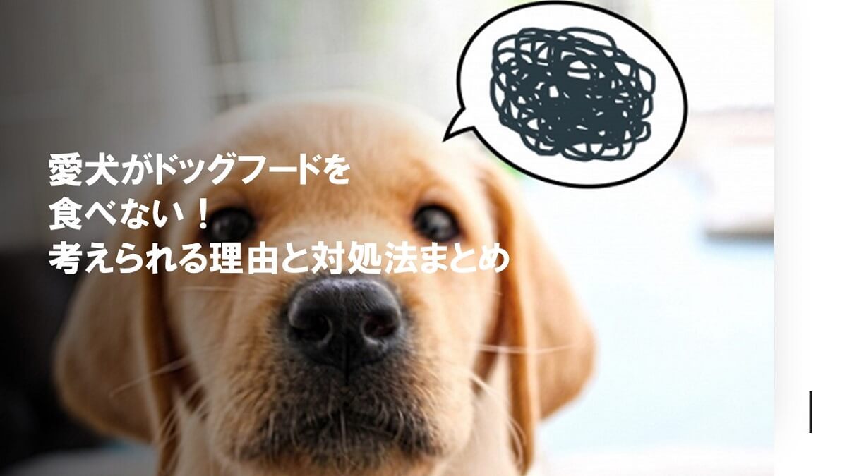 愛犬がドッグフードを食べない！