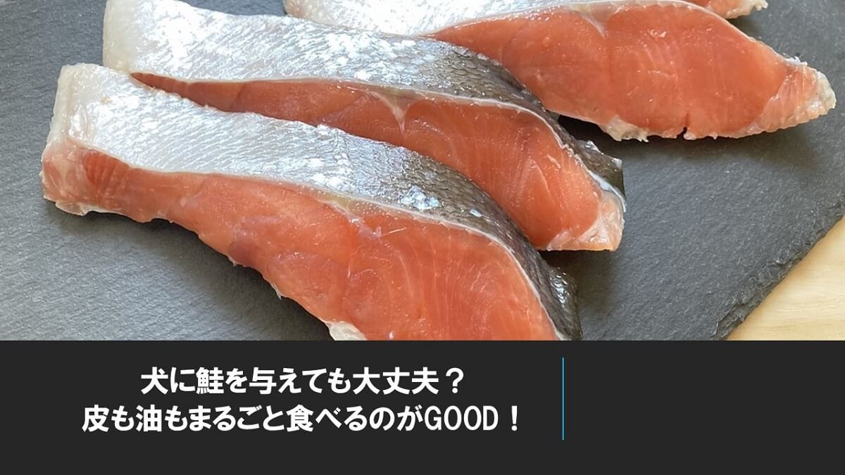 犬に鮭を与えても大丈夫？皮も油もまるごと食べるのがGOOD！