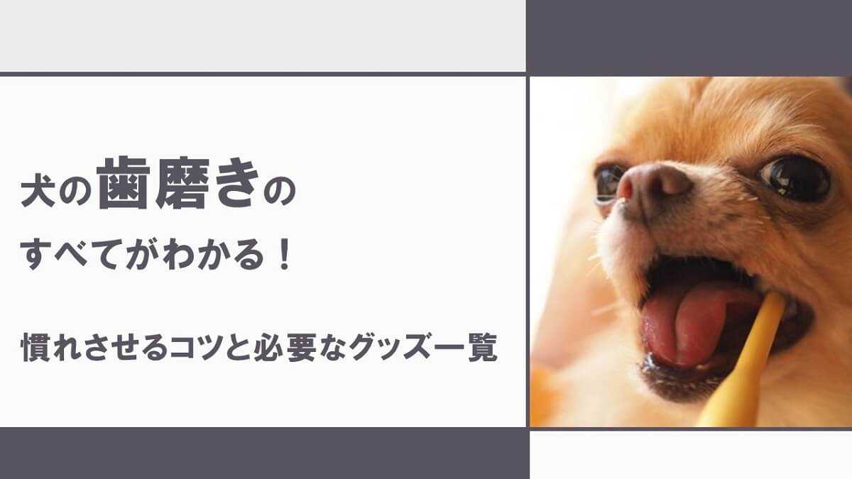 犬の歯磨きのすべてがわかる！慣れさせるコツと必要なグッズ一覧