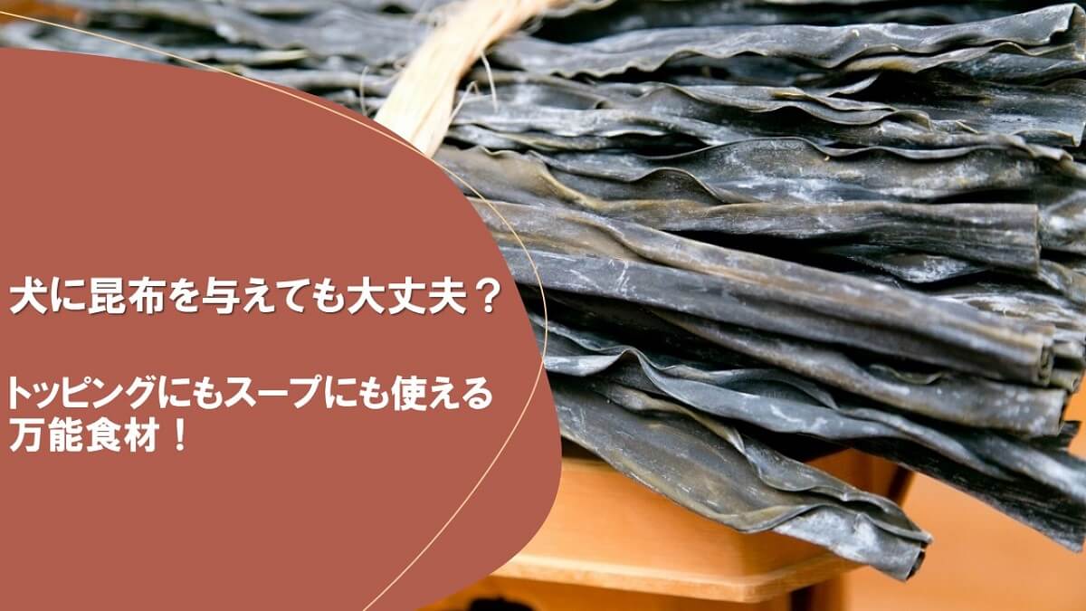 犬に昆布を与えても大丈夫？トッピングにもスープにも使える万能食材！