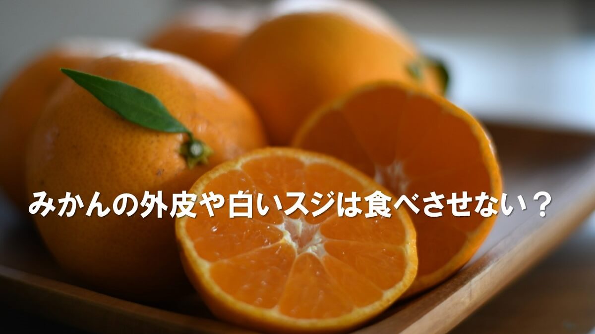 犬はみかんを食べても大丈夫なの？皮や種は残すべき？