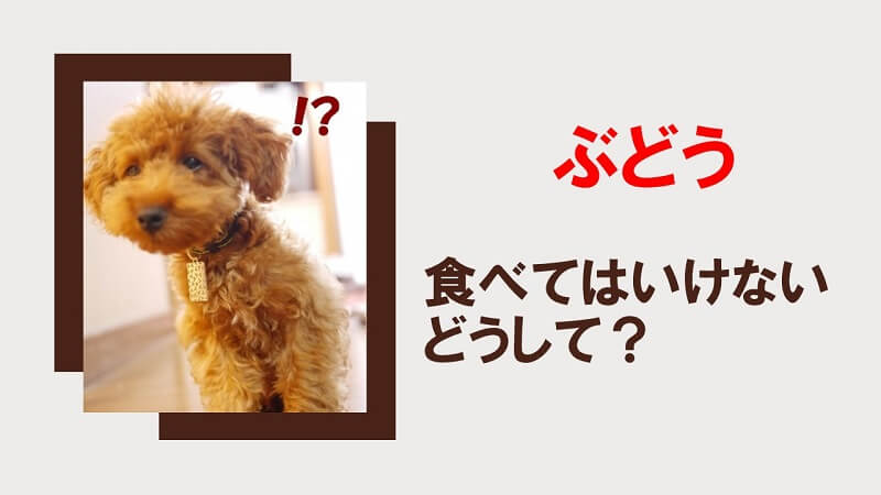 犬にぶどうを与えてはいけない理由