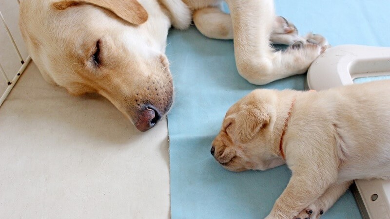 犬が食糞をする原因