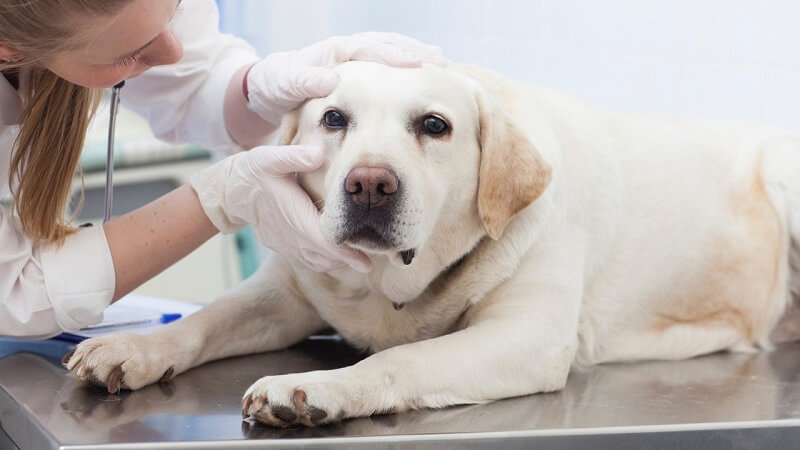 それぞれに合った犬の涙やけの対策の仕方、治し方