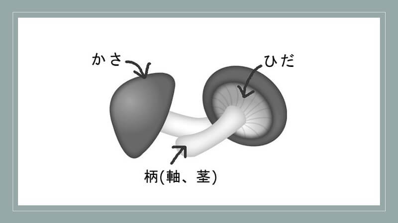 いいきのこの選び方