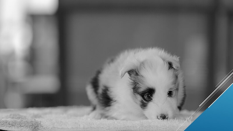 もともとあまり食べない子犬もいる