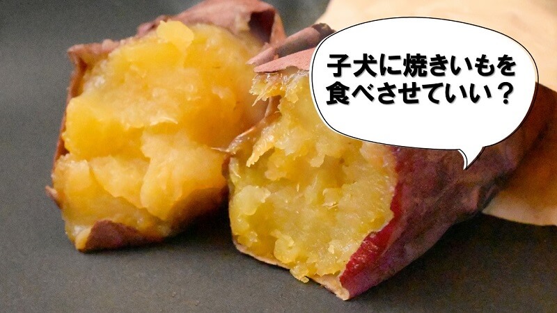 子犬に焼き芋を食べさせてもいい？