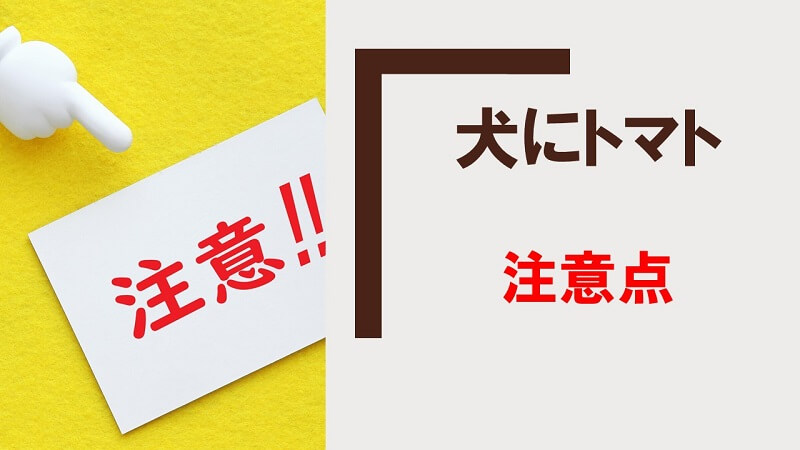 犬にトマトを与える際の注意点