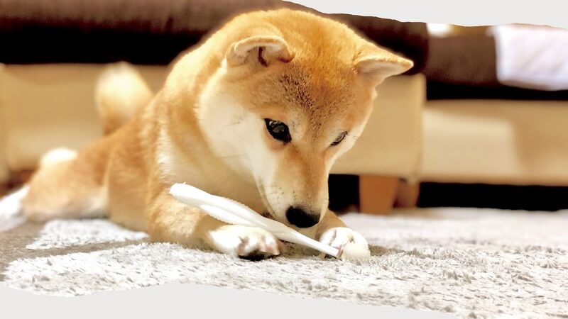 犬に歯ブラシを慣れさせる