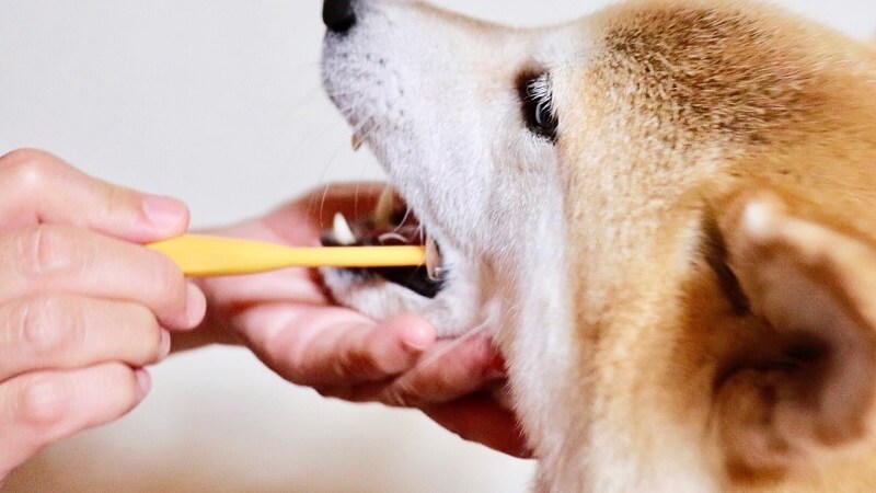 初めてでも大丈夫！愛犬を歯磨き上手にする方法