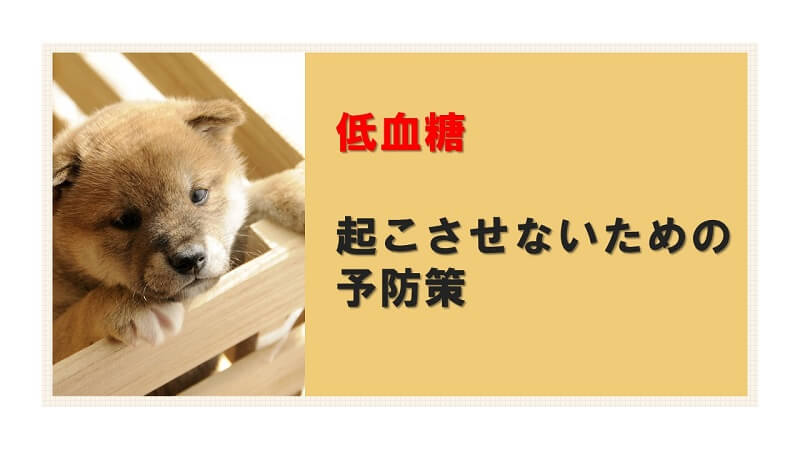 子犬の低血糖を起こさせないための予防策