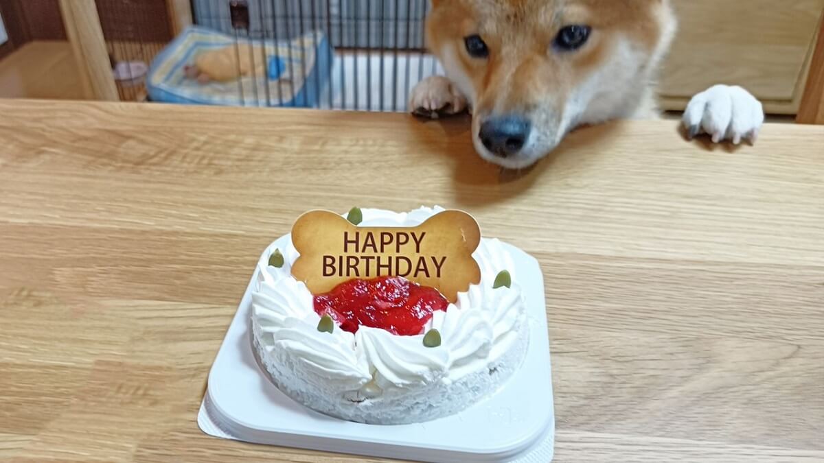 犬は甘いケーキを食べても大丈夫なの？