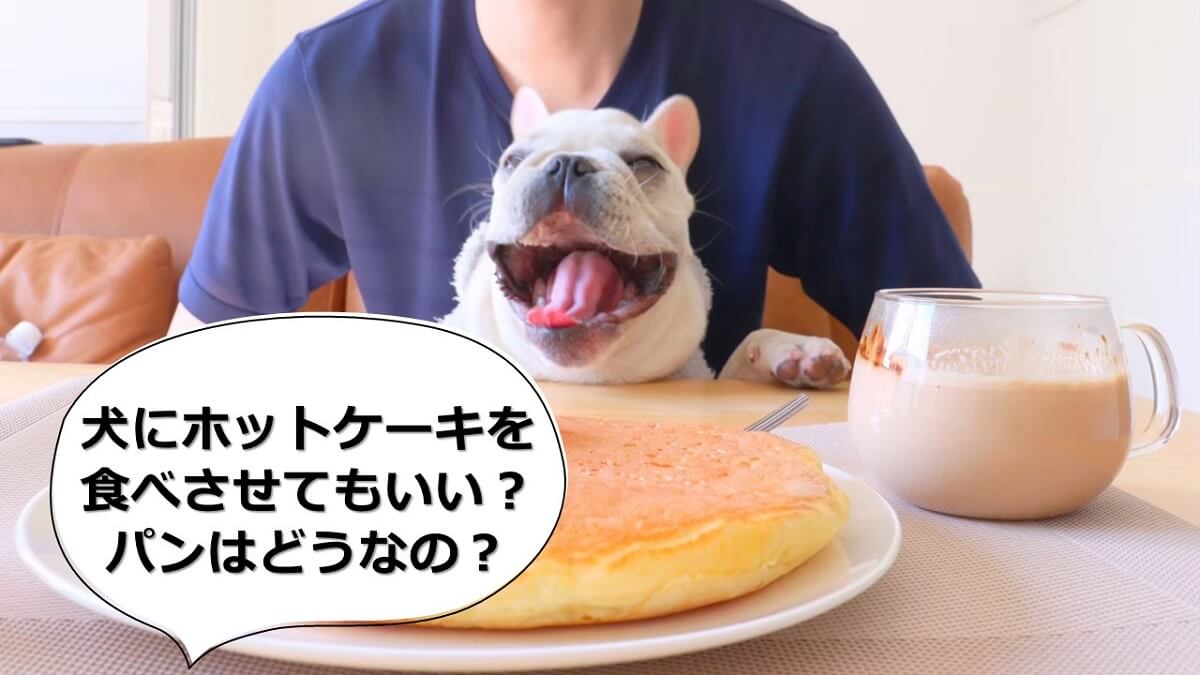 犬にホットケーキを食べさせてもいい？パンはどうなの？