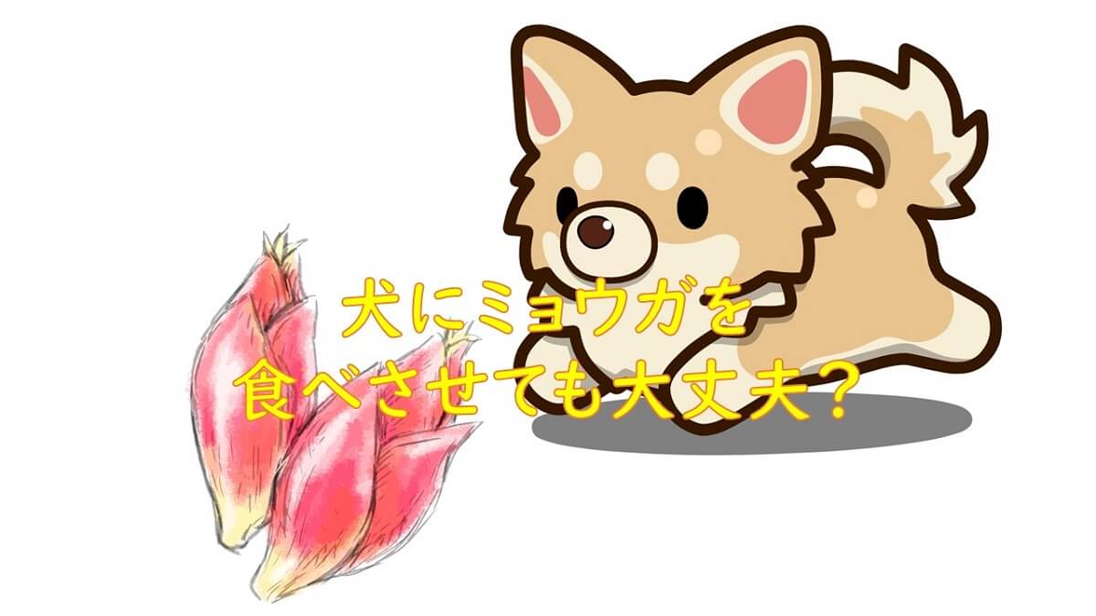 犬にミョウガを食べさせても大丈夫？与える前に知っておくべきこと