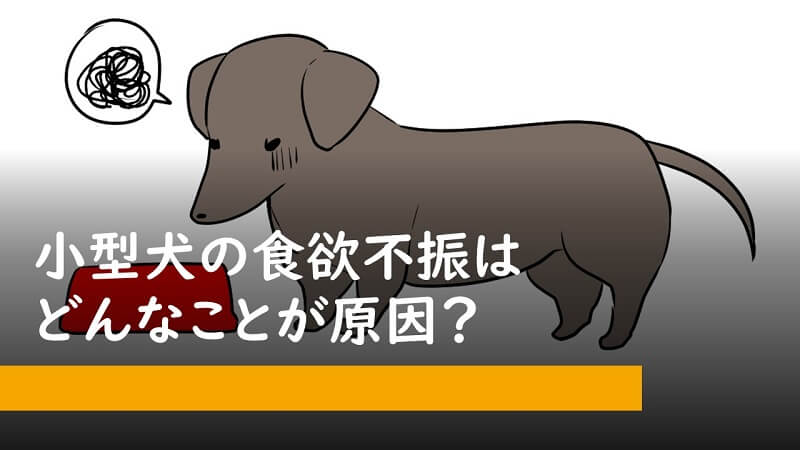 小型犬の食欲不振はどんなことが原因？