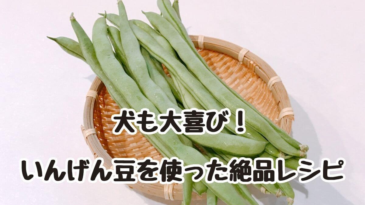 犬も大喜び！いんげん豆を使った絶品レシピ