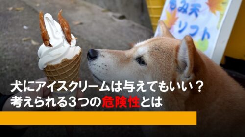 犬にアイスクリームは与えてもいい？考えられる３つの危険性とは