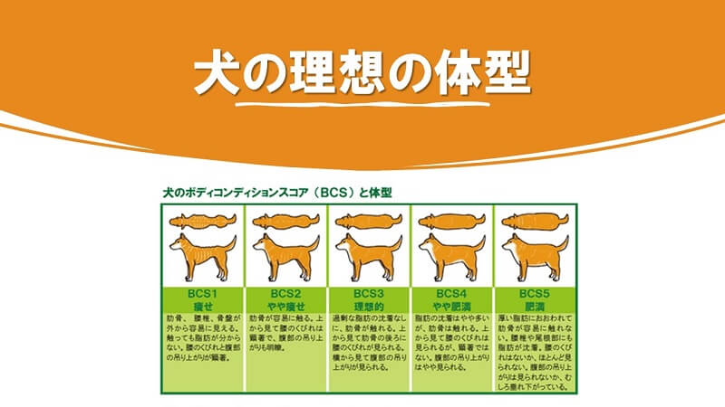 犬のコンディションスコアと体型