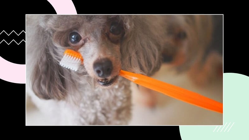 そもそも犬に歯磨きは必要か？不要か？放っておくとどうなる？