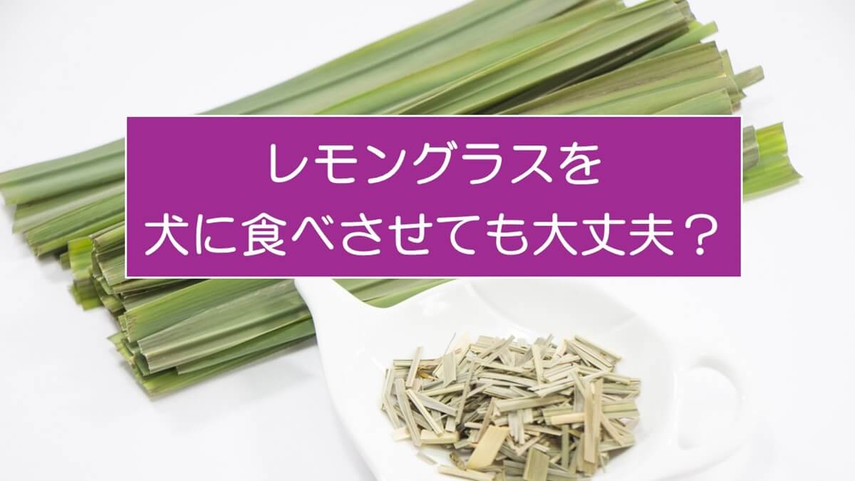 犬にレモングラスを食べさせても大丈夫？生なら問題なし！