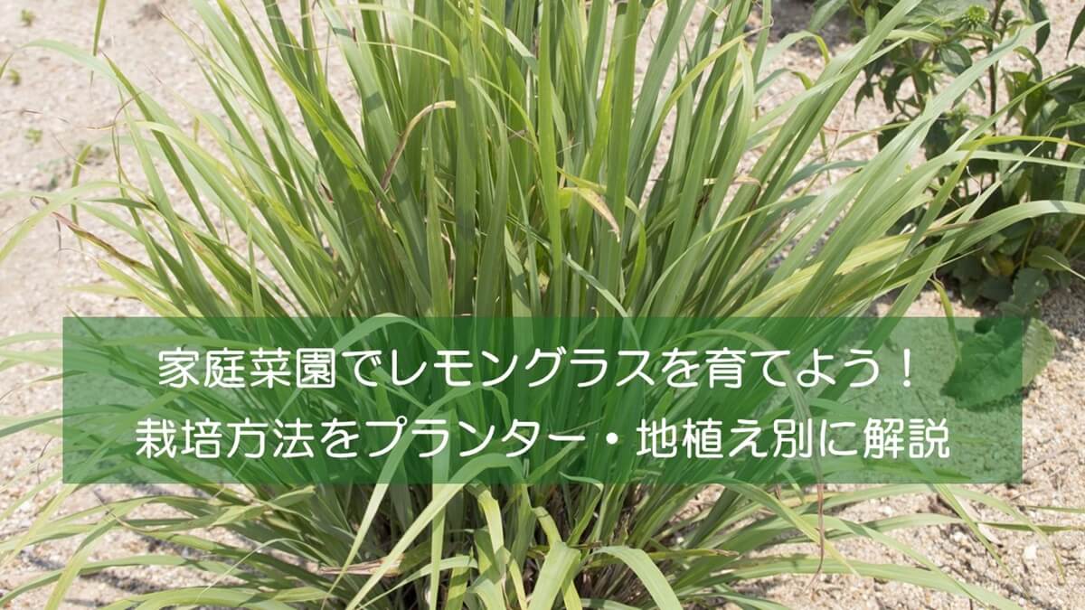 家庭菜園でレモングラスを育てよう！栽培方法をプランター・地植え別に解説