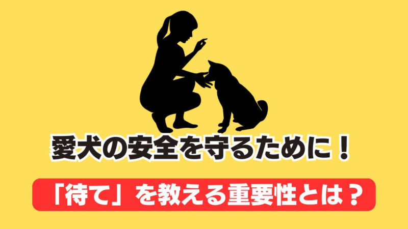 愛犬の安全を守るために！「待て」を教える重要性とは？