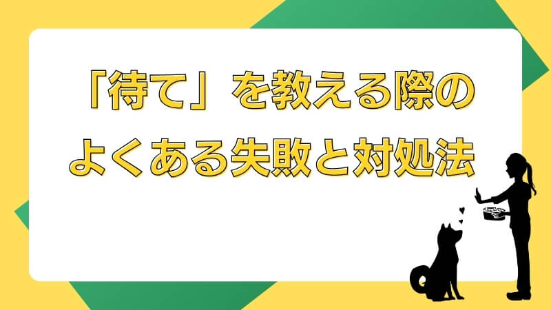 「待て」を教える際のよくある失敗と対処法
